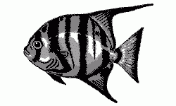 Atlantic Spadefish