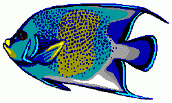 Blue Angelfish