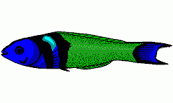 Bluehead Wrasse
