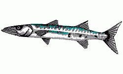 Great Barracuda