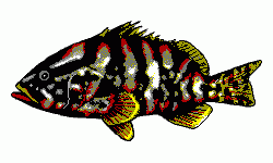 Nassau Grouper