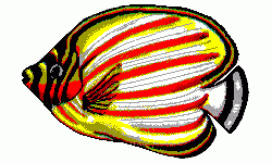 Ornate Butterflyfish