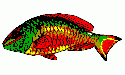 Redband Parrotfish