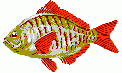 Redtail Surfperch