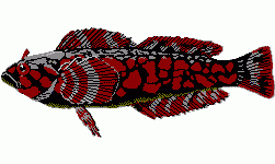 Rock Greenling
