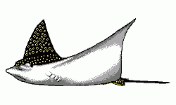 Spotted Eagle Ray