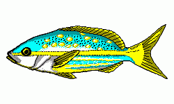 Yellowtail Snapper